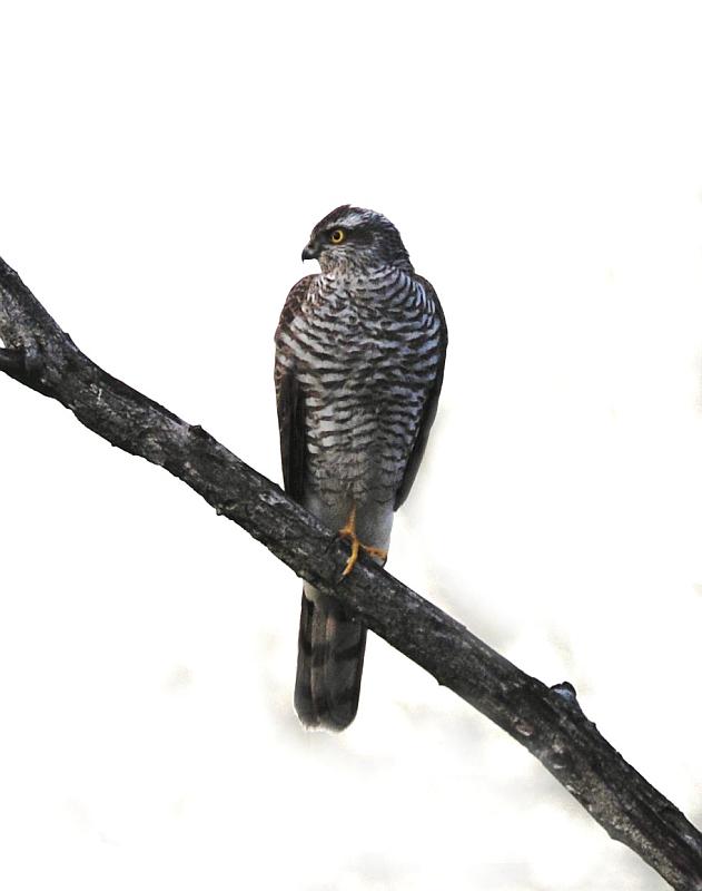 Rapace da determinare